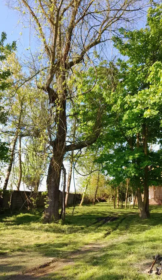 نظافت منزل حیاط|خدمات نظافت|زیباکنار, |دیوار