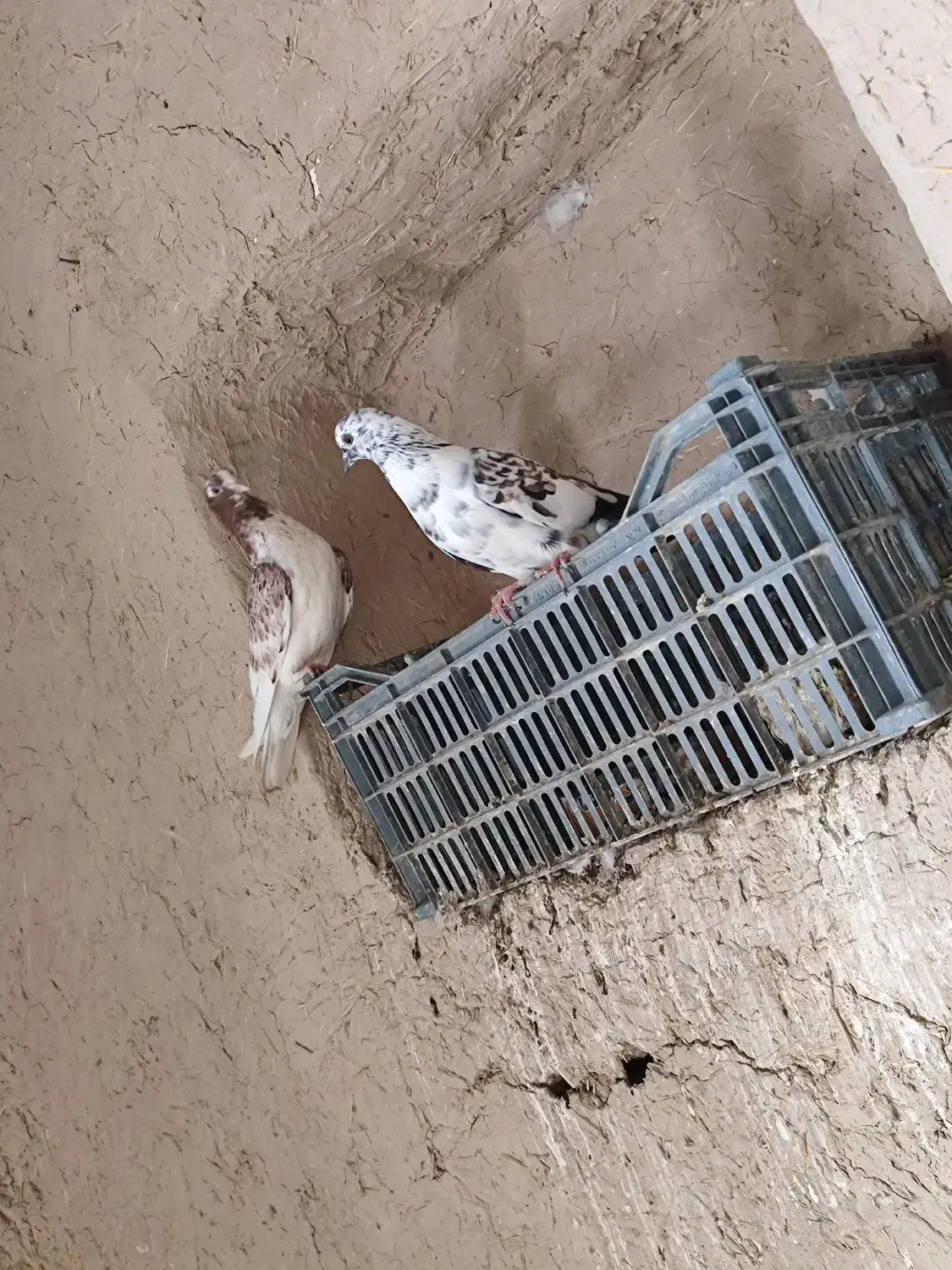 کفتر پرشی حاجی آباد|پرنده|حاجی آباد, |دیوار