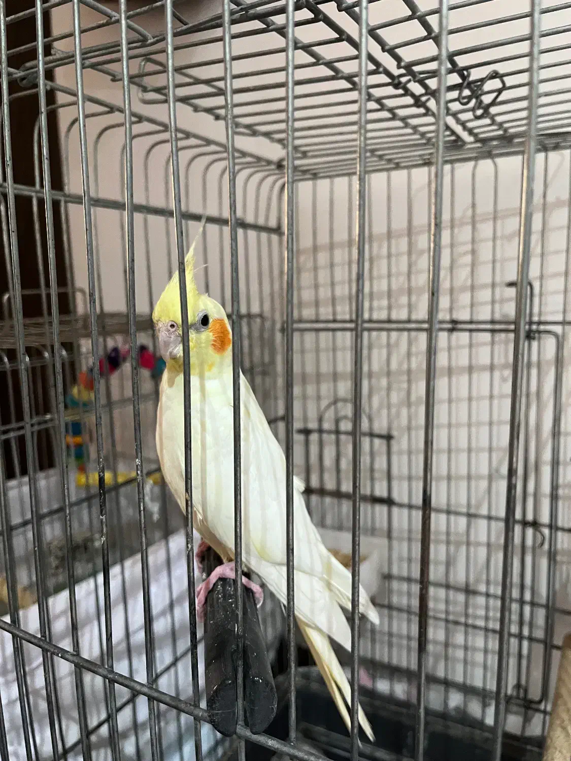 طوطی عروس هلندی جفت خورده|پرنده|اسلام‌شهر, شهرک واوان|دیوار