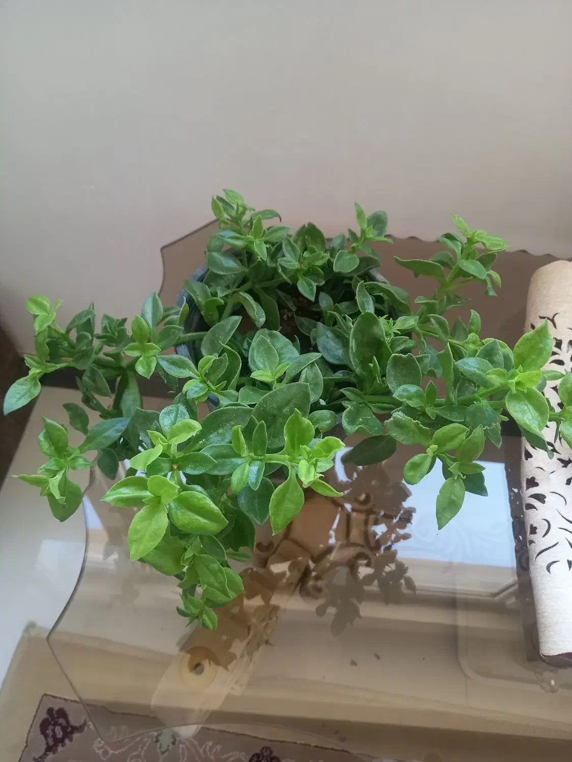 گل ناز یخی و برگ بیدی|گل و گیاه طبیعی|شاهدشهر, |دیوار