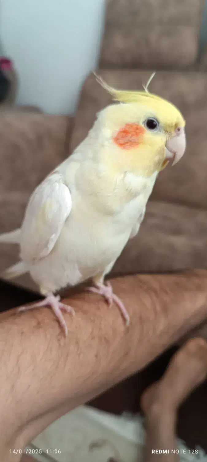 عروس هلندی.نژاد لوتینو.نر جوان.سخنگو کاملا دستی|پرنده|مینودشت, |دیوار