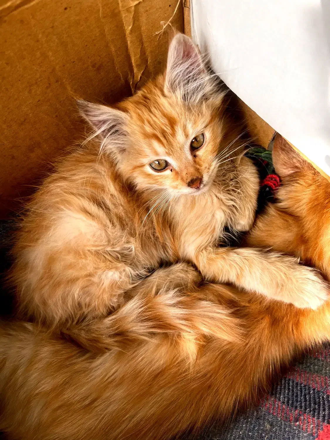 واگذاری گربه|گربه|سقز, |دیوار