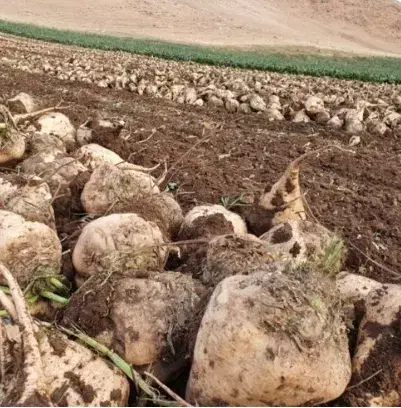 چقندر تنبل مخصوص حیوان|حیوانات مزرعه|باشتین, |دیوار