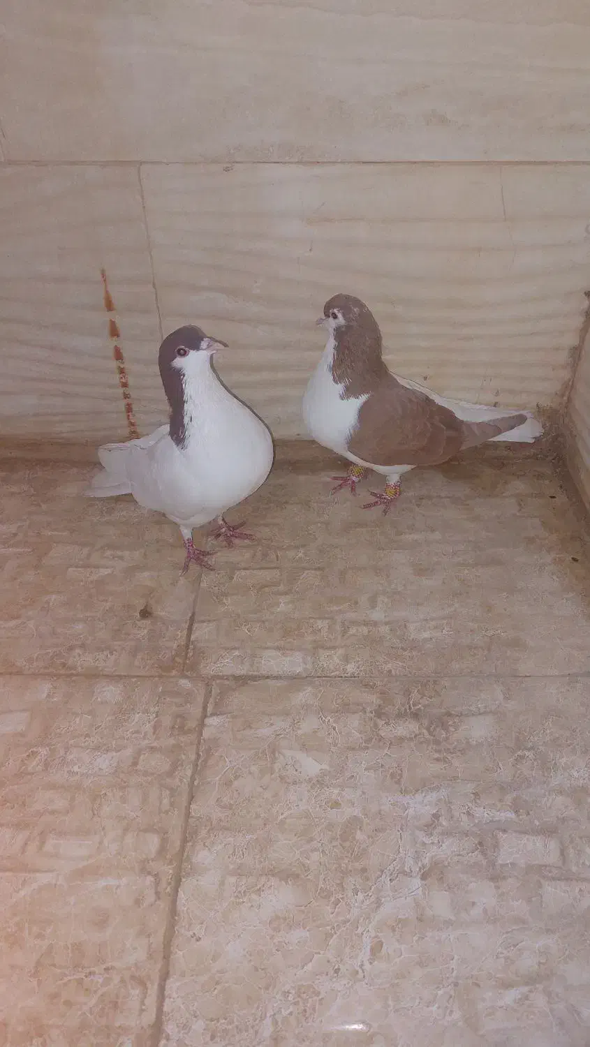 ۳۰۰۰،۰۰۰|پرنده|باغستان, |دیوار