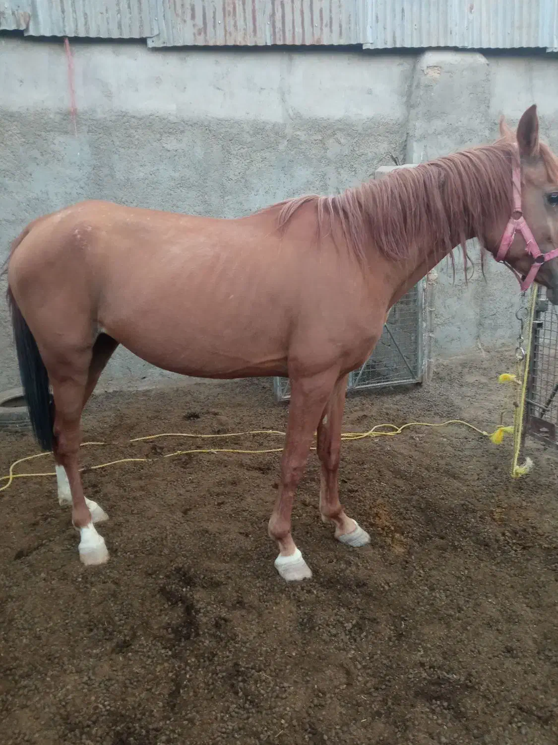 مادیان|اسب و تجهیزات اسب‌سواری|قم, جاده معدن|دیوار