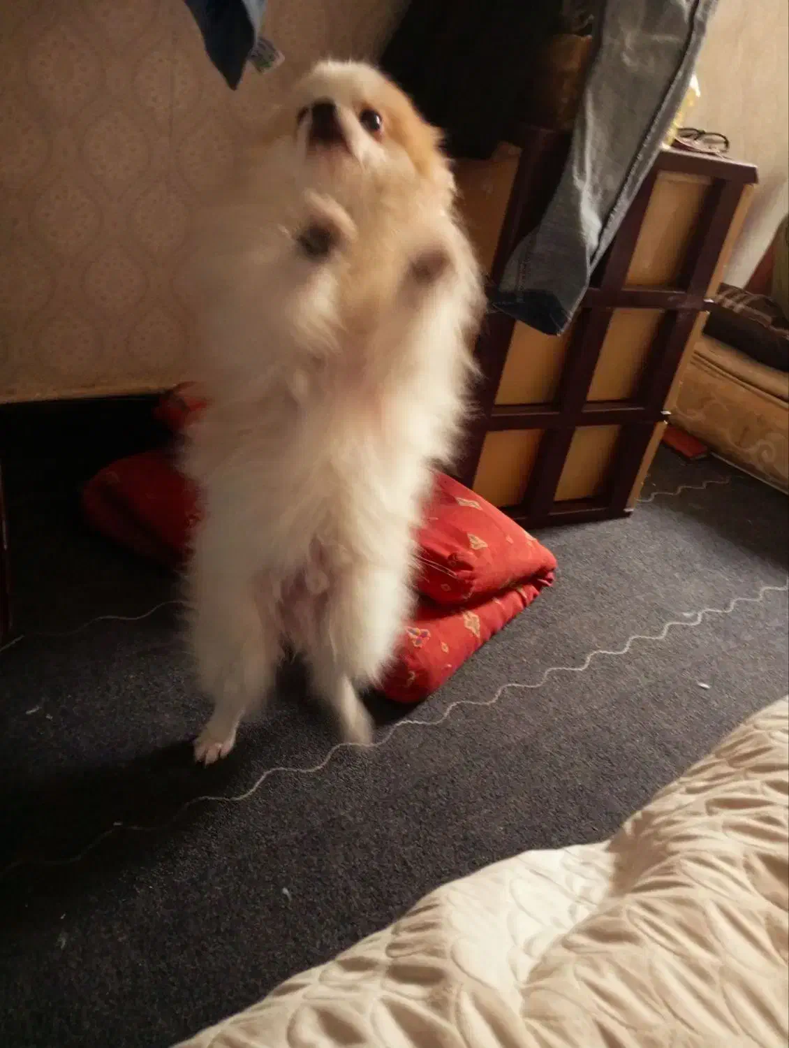 سگ نر نژاد پاور|سگ|بجنورد, |دیوار