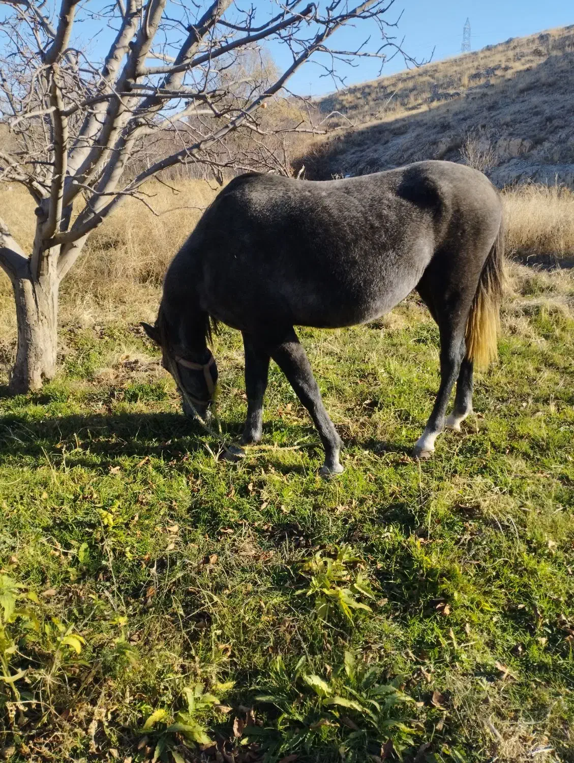 اسب2ساله|اسب و تجهیزات اسبسواری|اهر, |دیوار