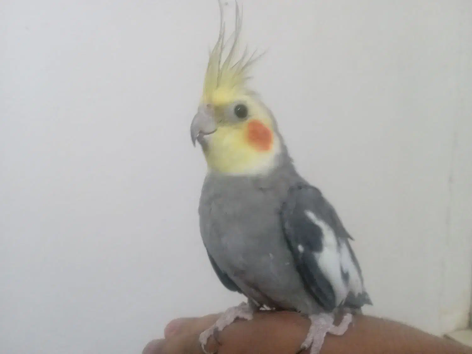 عروس هلندی|پرنده|کاشمر, |دیوار