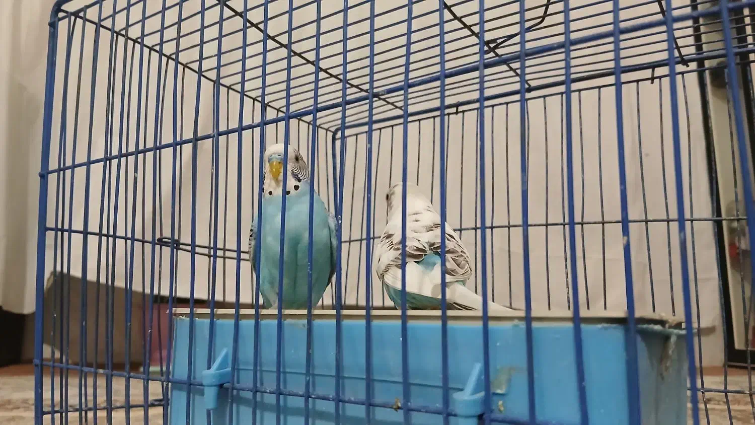 مرغ عشق|پرنده|مرودشت, تخت جمشید|دیوار