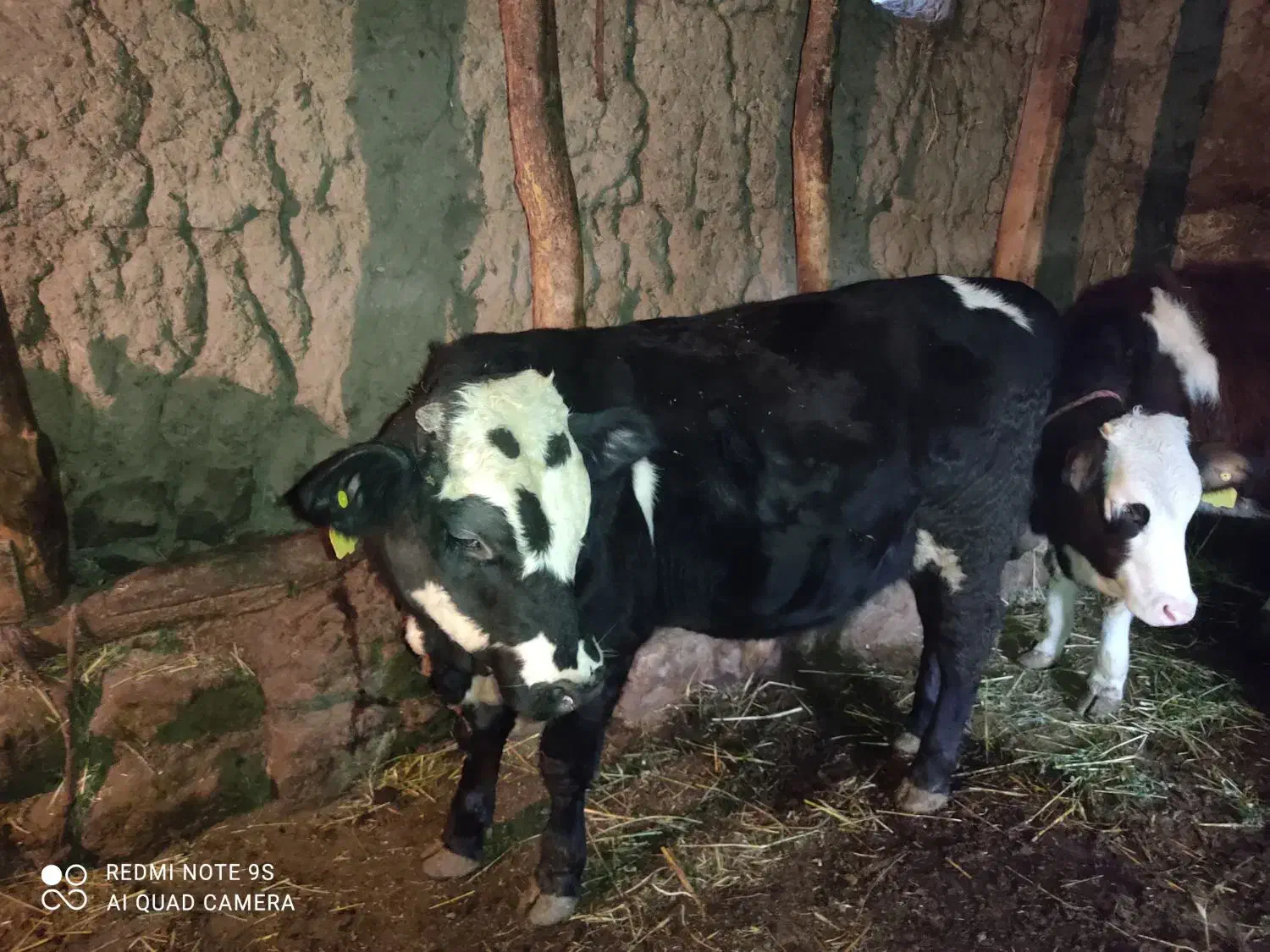 گاونر|حیوانات مزرعه|مشگین شهر, |دیوار