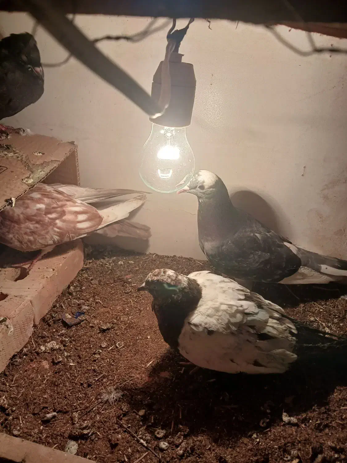 با سلام ۴هار عدد کفتر|پرنده|اهر, |دیوار