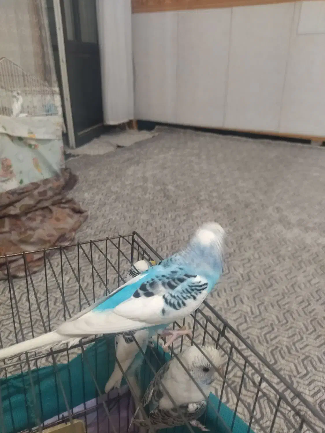 مرغ عشق  6تا دستی|پرنده|قرچک, مهدیه|دیوار