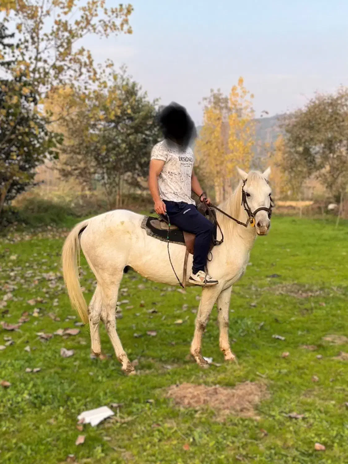 فروش اسب نریان|اسب و تجهیزات اسب‌سواری|گلوگاه بابل (گلیا), |دیوار