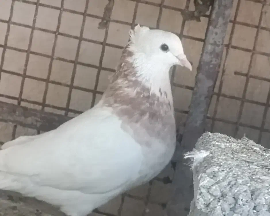 کبوتر|پرنده|یاسوج, |دیوار