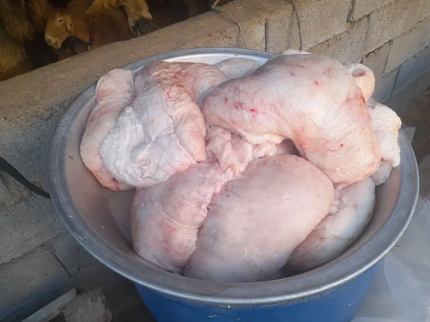 کله پاچه دومبه دلوجیگر فروشی|خوردنی و آشامیدنی|مسجد سلیمان, |دیوار