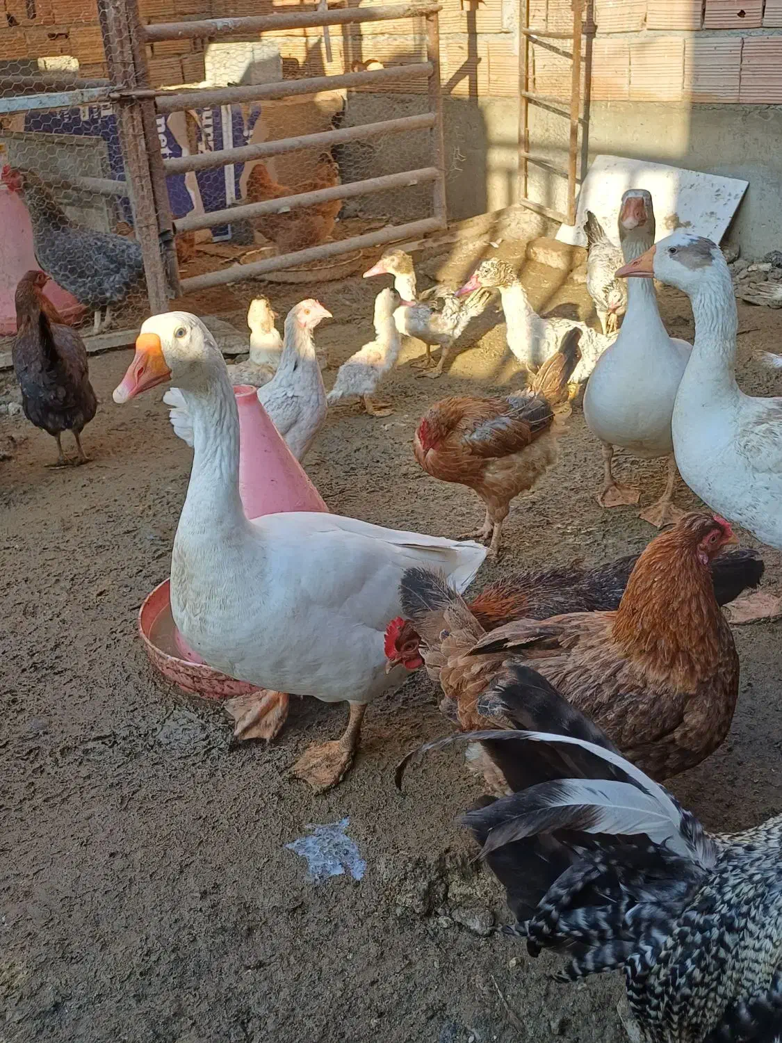 غاز بالغ|حیوانات مزرعه|سرخنکلاته, |دیوار