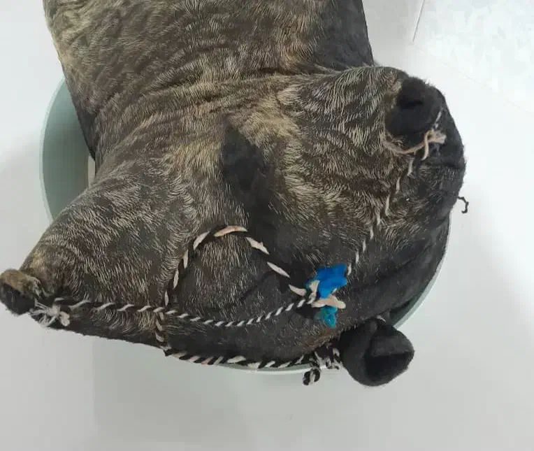 روغن گاوی|خوردنی و آشامیدنی|بدره, |دیوار