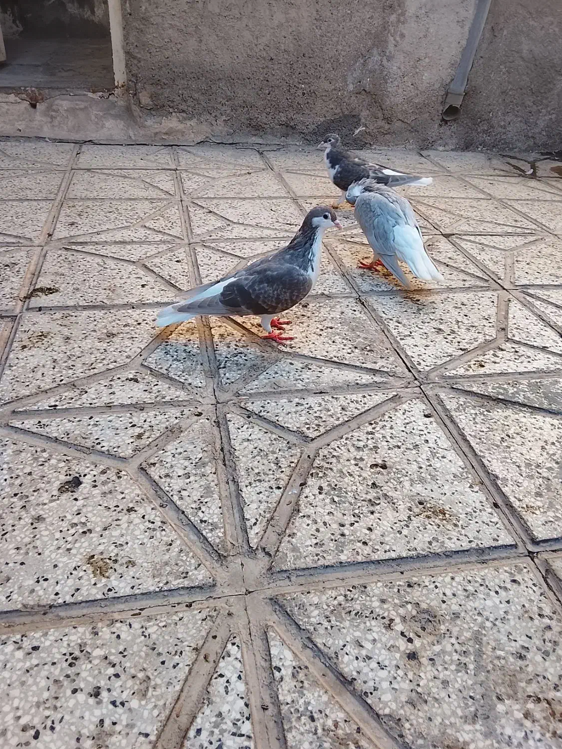 کفتر|پرنده|نیشابور, فیض آباد|دیوار