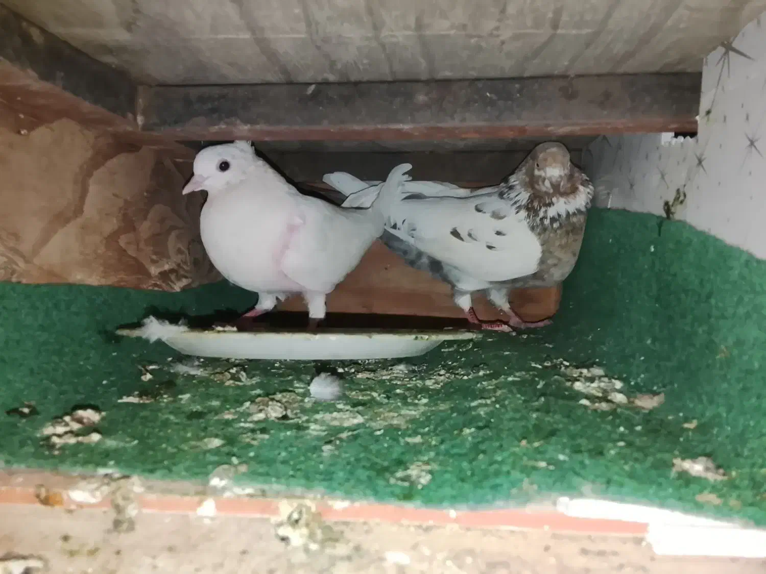 کبوتر|پرنده|قشم, |دیوار