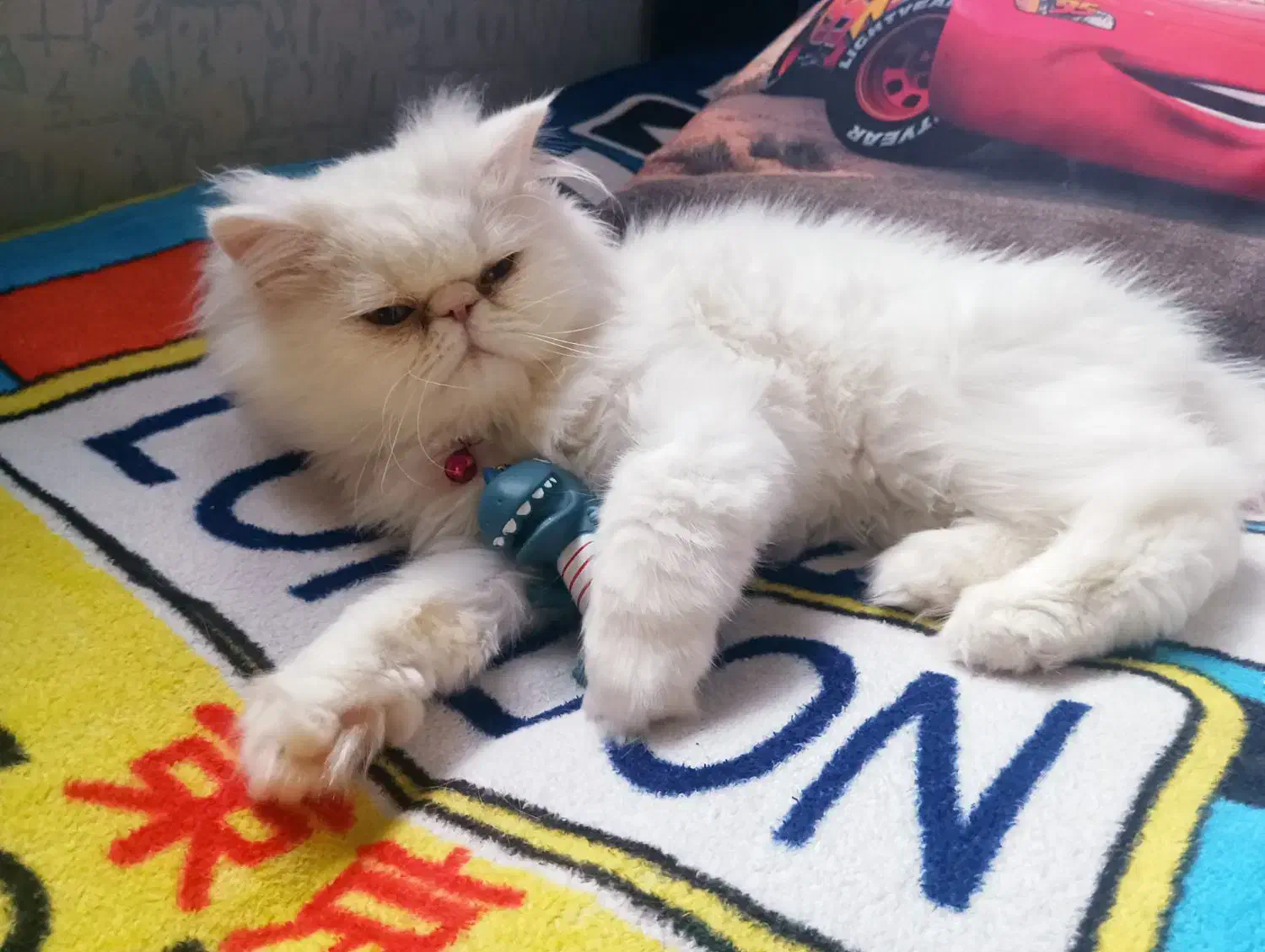 گربه نژاد پرشین|گربه|لواسان, |دیوار