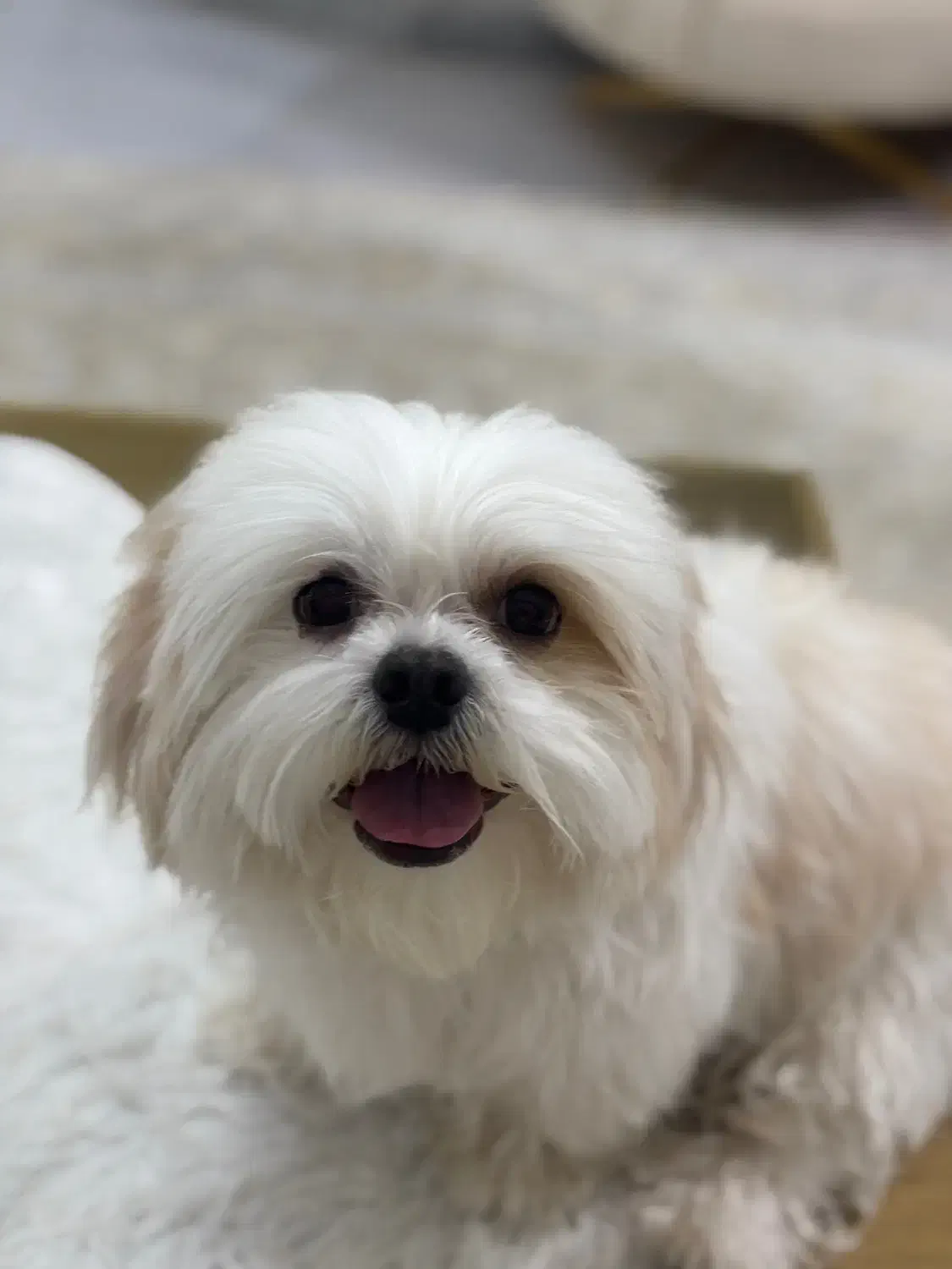 سگ شیتزو|سگ|مراغه, |دیوار