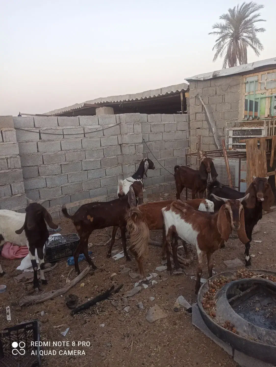 بز باردار|حیوانات مزرعه|خرمشهر, |دیوار