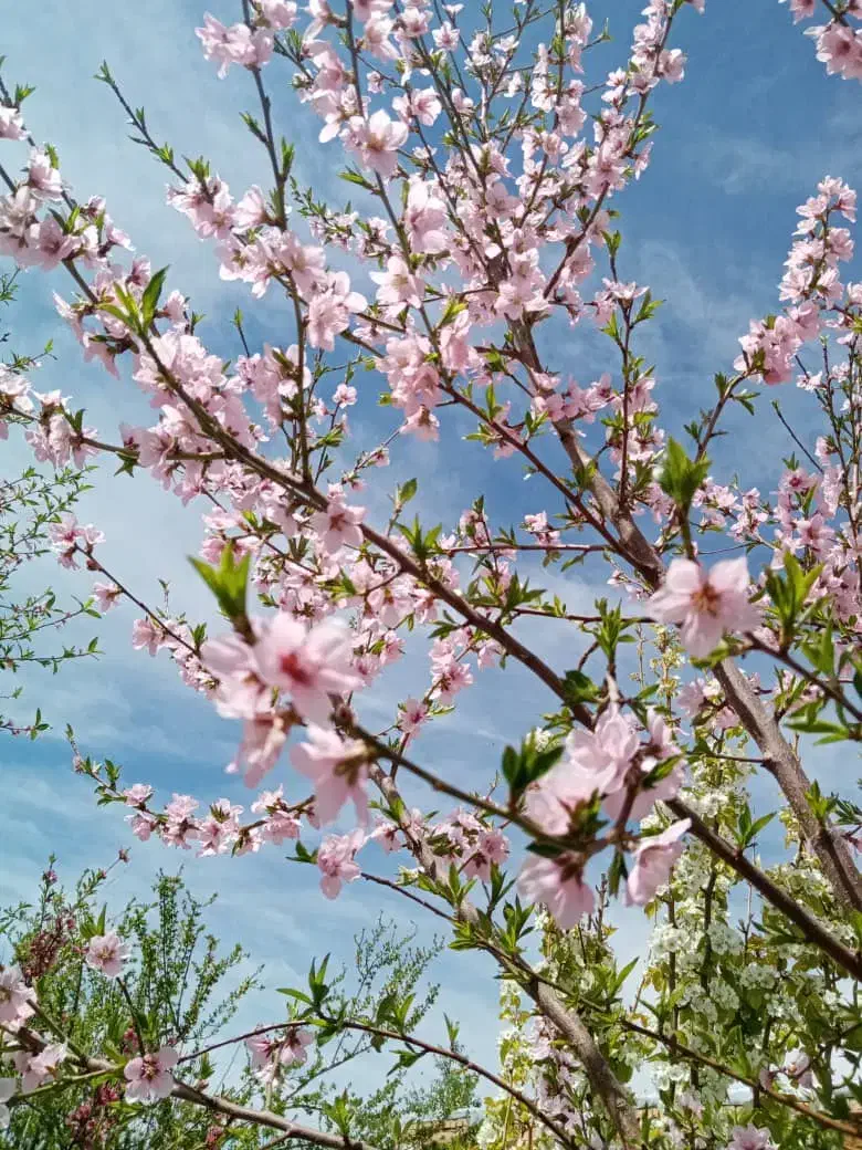 مشارکت و راهنمایی|فعالیت داوطلبانه|شیراز, شریف‌آباد|دیوار