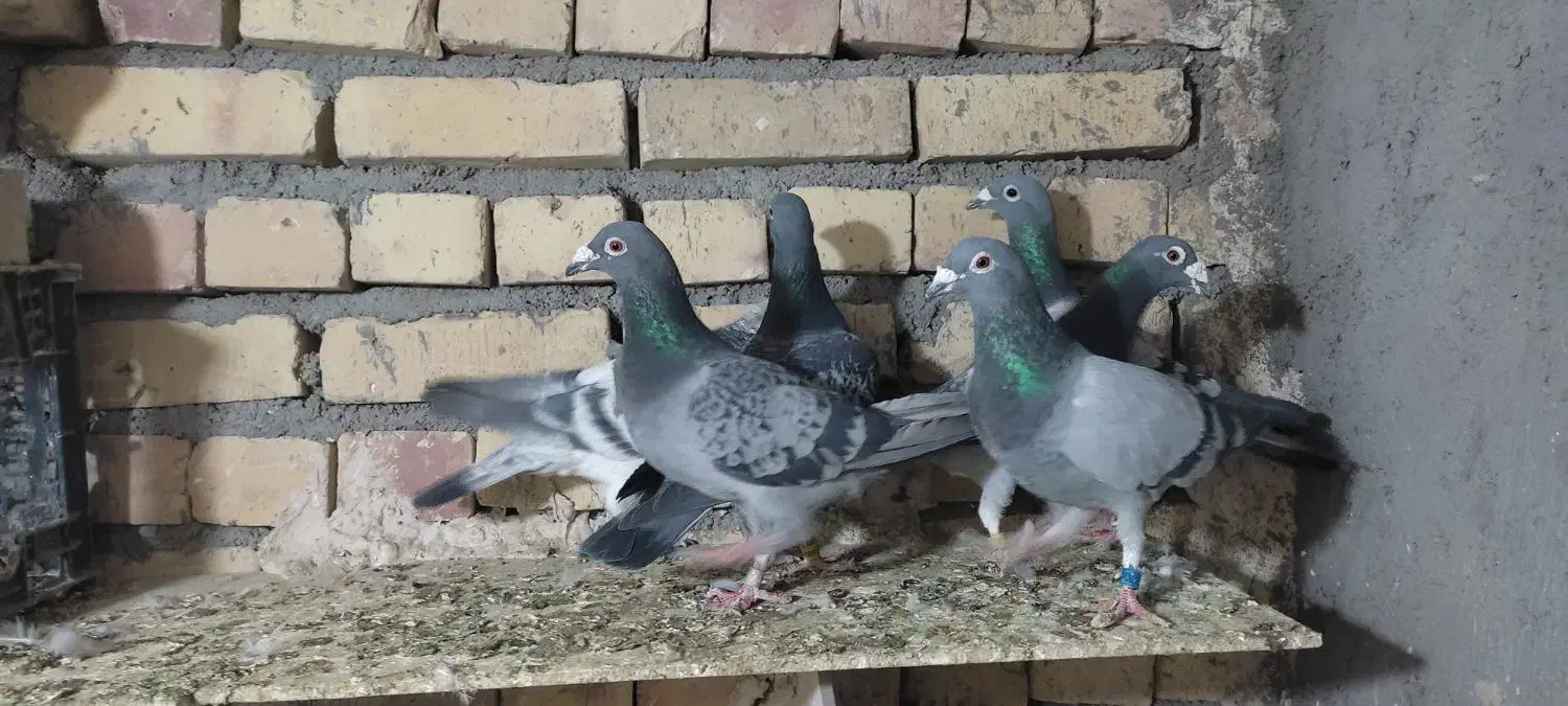 کفتر پلاکی المانی|پرنده|تربت جام, اسماعیل آباد|دیوار