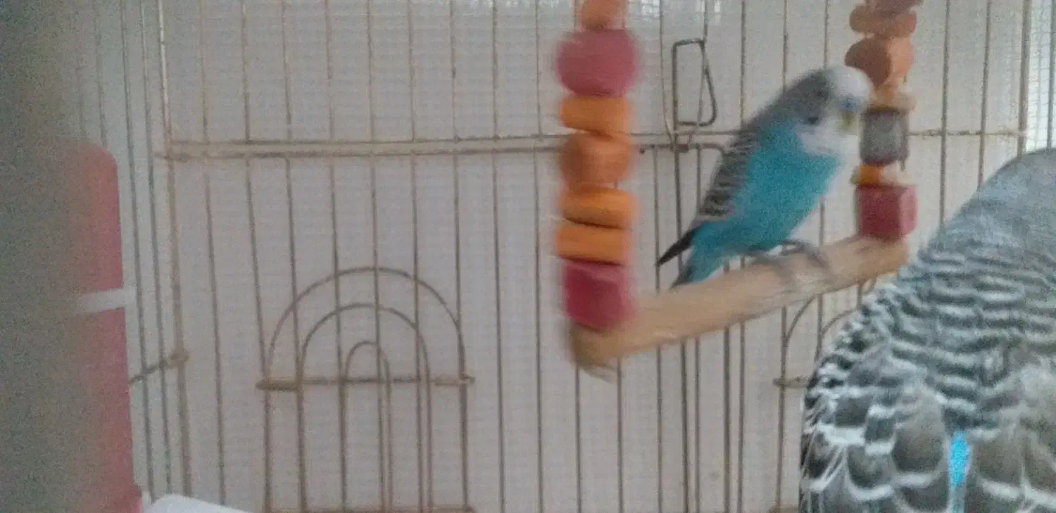 ۲ تا مرغ عشق پنصدهزارتوما|پرنده|تبریز, |دیوار