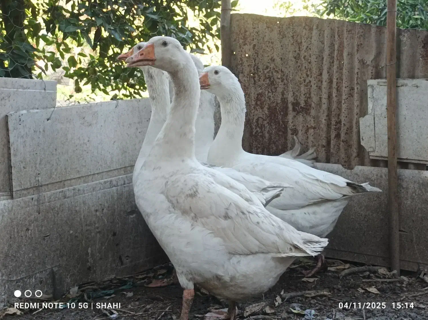 غاز محلی ارگانیک|حیوانات مزرعه|قائم‌شهر, |دیوار