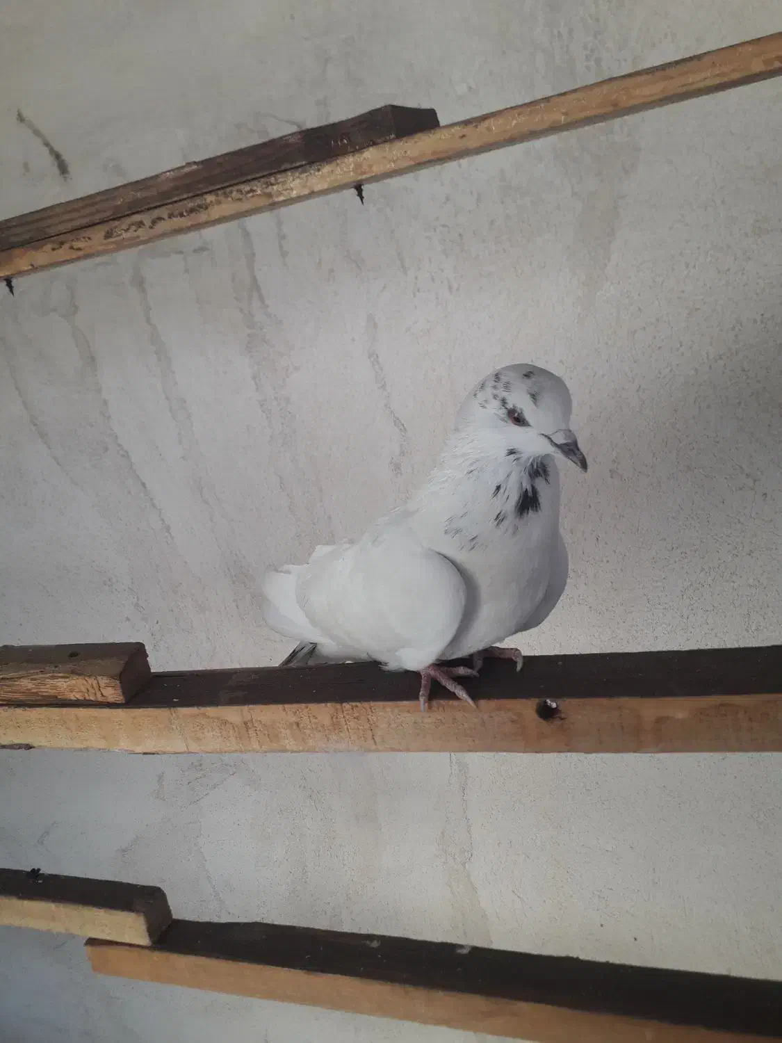 کبوتر ماده کاشونی|پرنده|اصفهان, ستار|دیوار