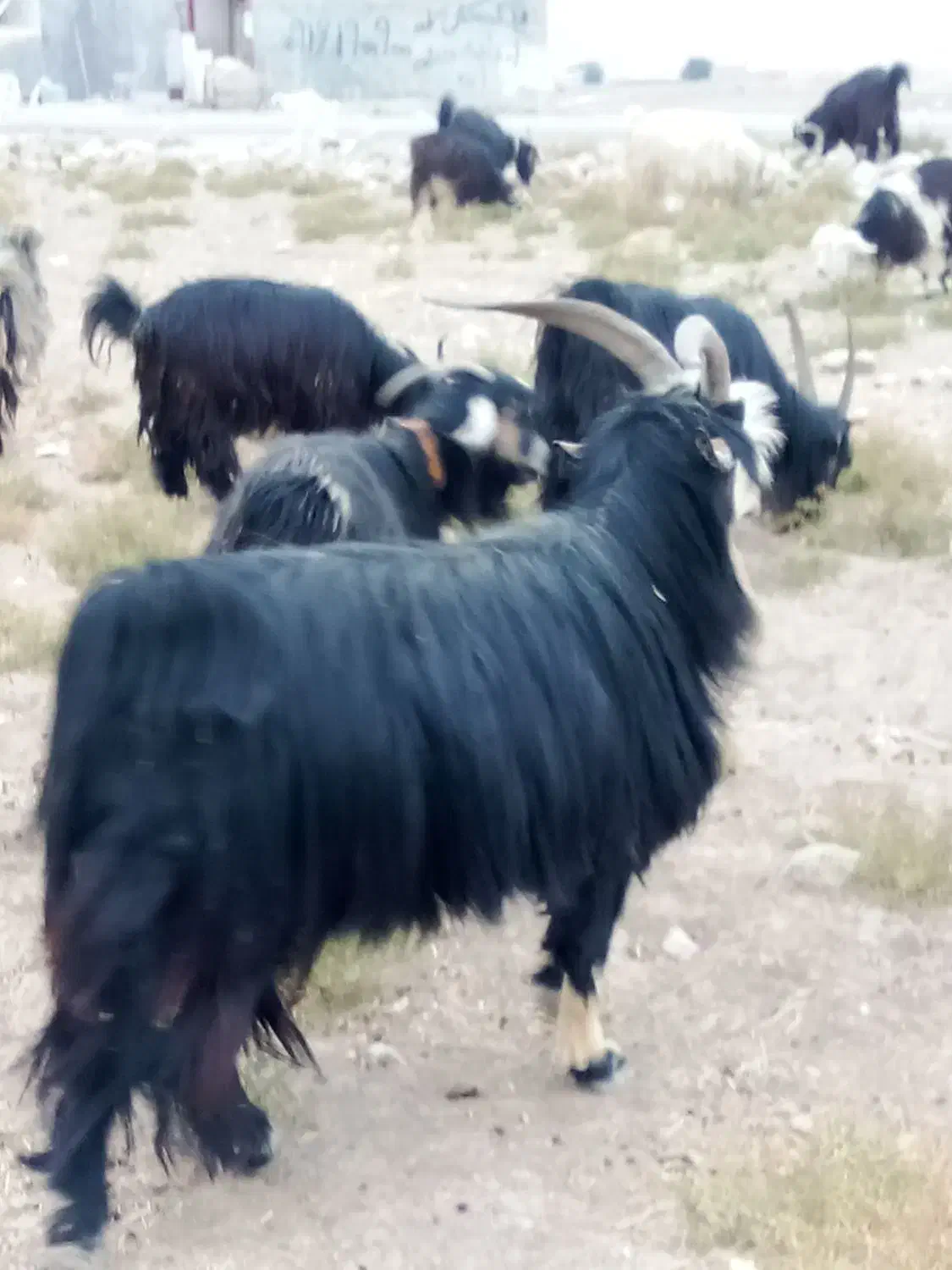 بهده تخمی|حیوانات مزرعه|ایذه, |دیوار