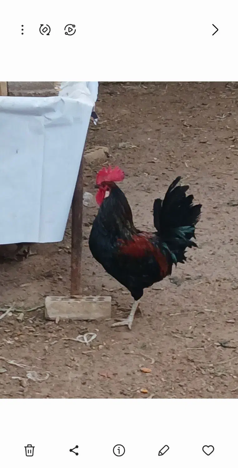 تخم مرغ نطفه دار ، اصیل|حیوانات مزرعه|اهواز, کوی آزادی|دیوار