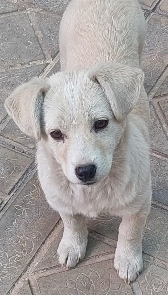 فروش سگ اشپیتز سه ماه|سگ|سیرجان, |دیوار