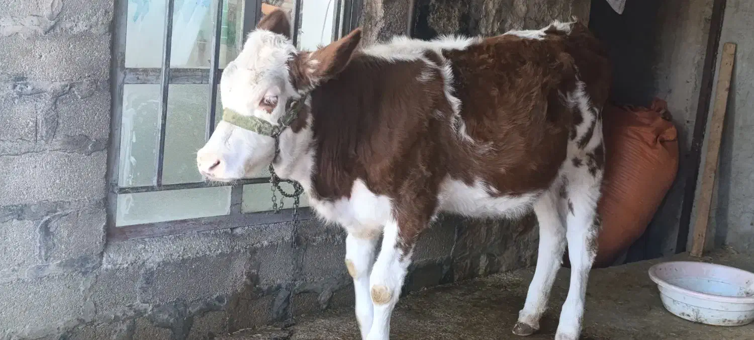 گوساله سیمینتال|حیوانات مزرعه|زرنه, |دیوار