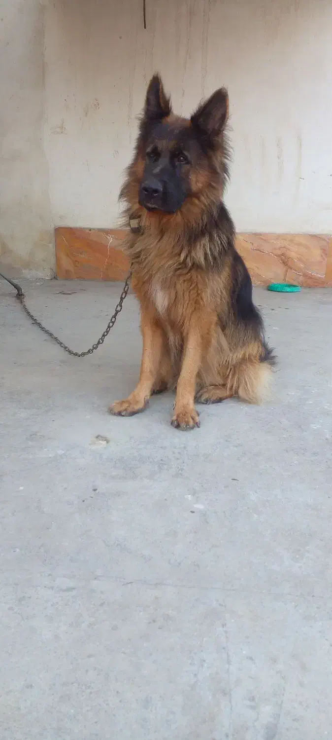 ژرمن قابل معاوضه|سگ|تنکابن, |دیوار