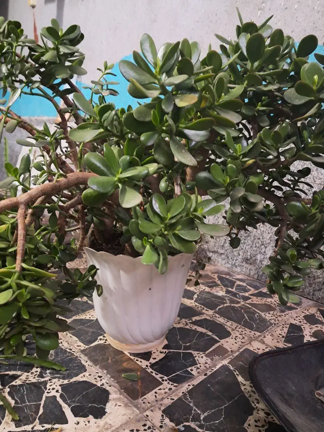 گل طبیعی|گل و گیاه طبیعی|رشت, شهرک صبا|دیوار