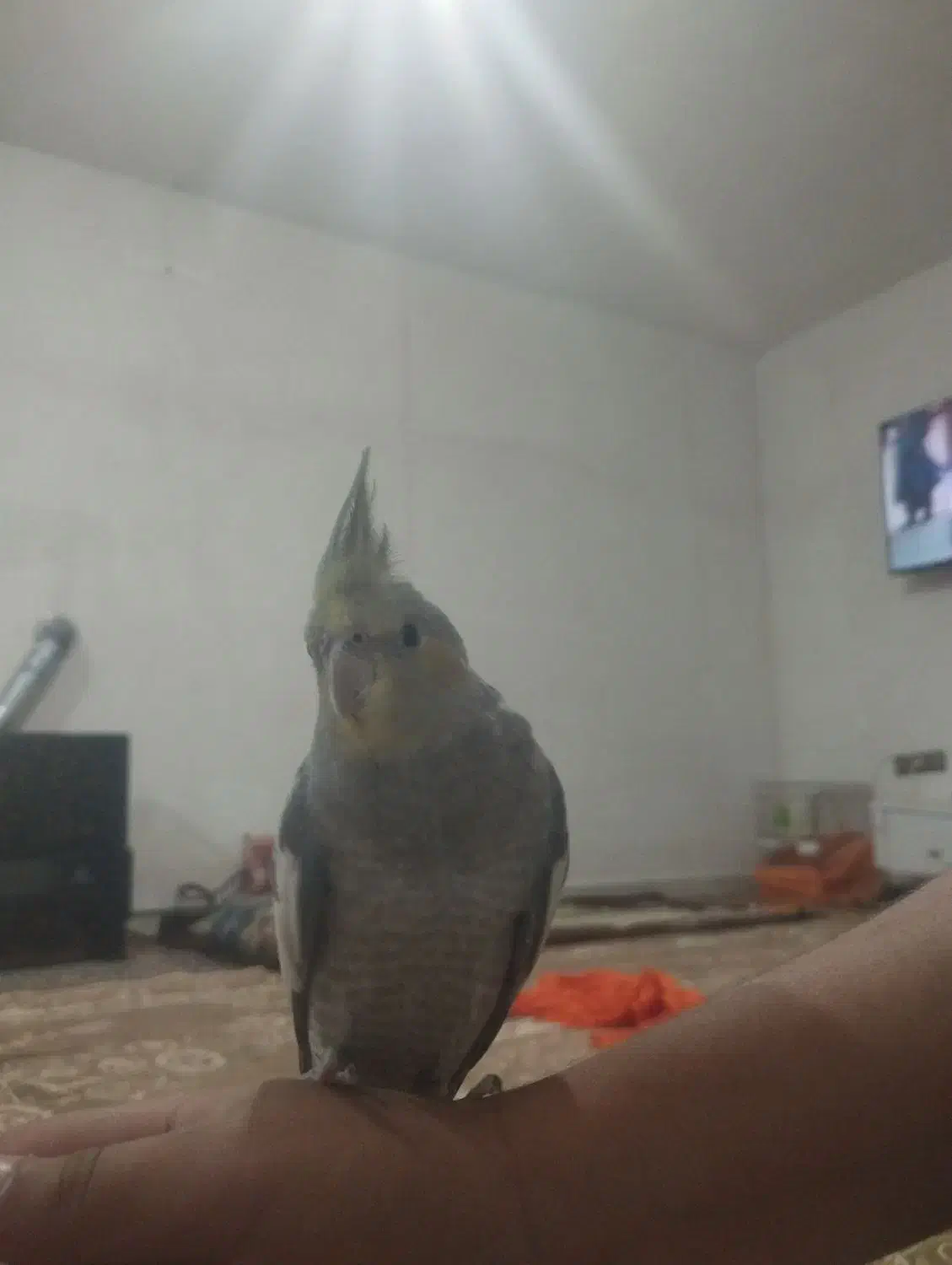 سهره و قناری فروش معاوضه|پرنده|اردبیل, |دیوار