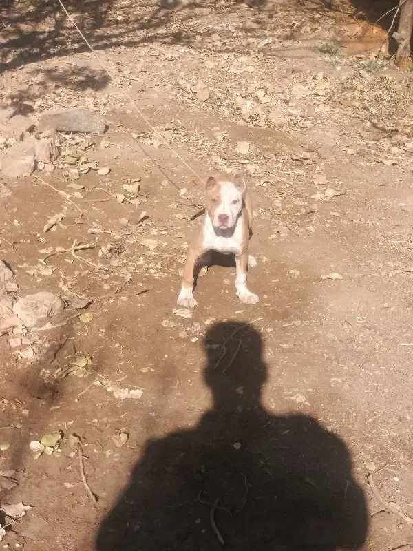 توله پیتبول|سگ|تربتحیدریه, پائین ولایت|دیوار