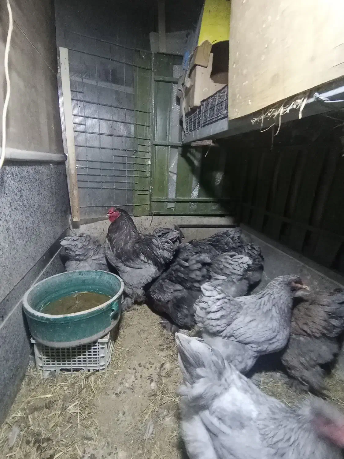 فروش جوجه برهما غول پیکر|حیوانات مزرعه|شیراز, غدیر شمالی|دیوار