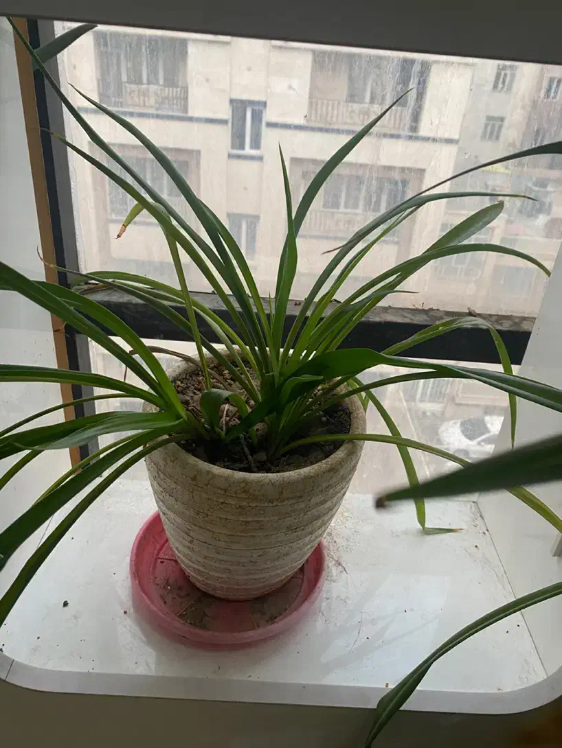 گلدان طبیعی|گل و گیاه طبیعی|تهران, قناتکوثر|دیوار