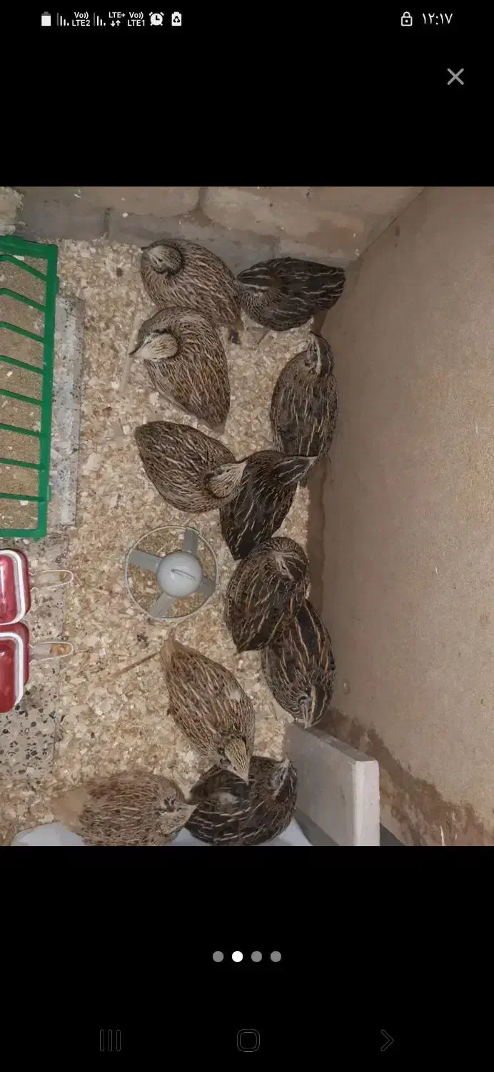 بلدر  چین|حیوانات مزرعه|مشهد, گلشور|دیوار