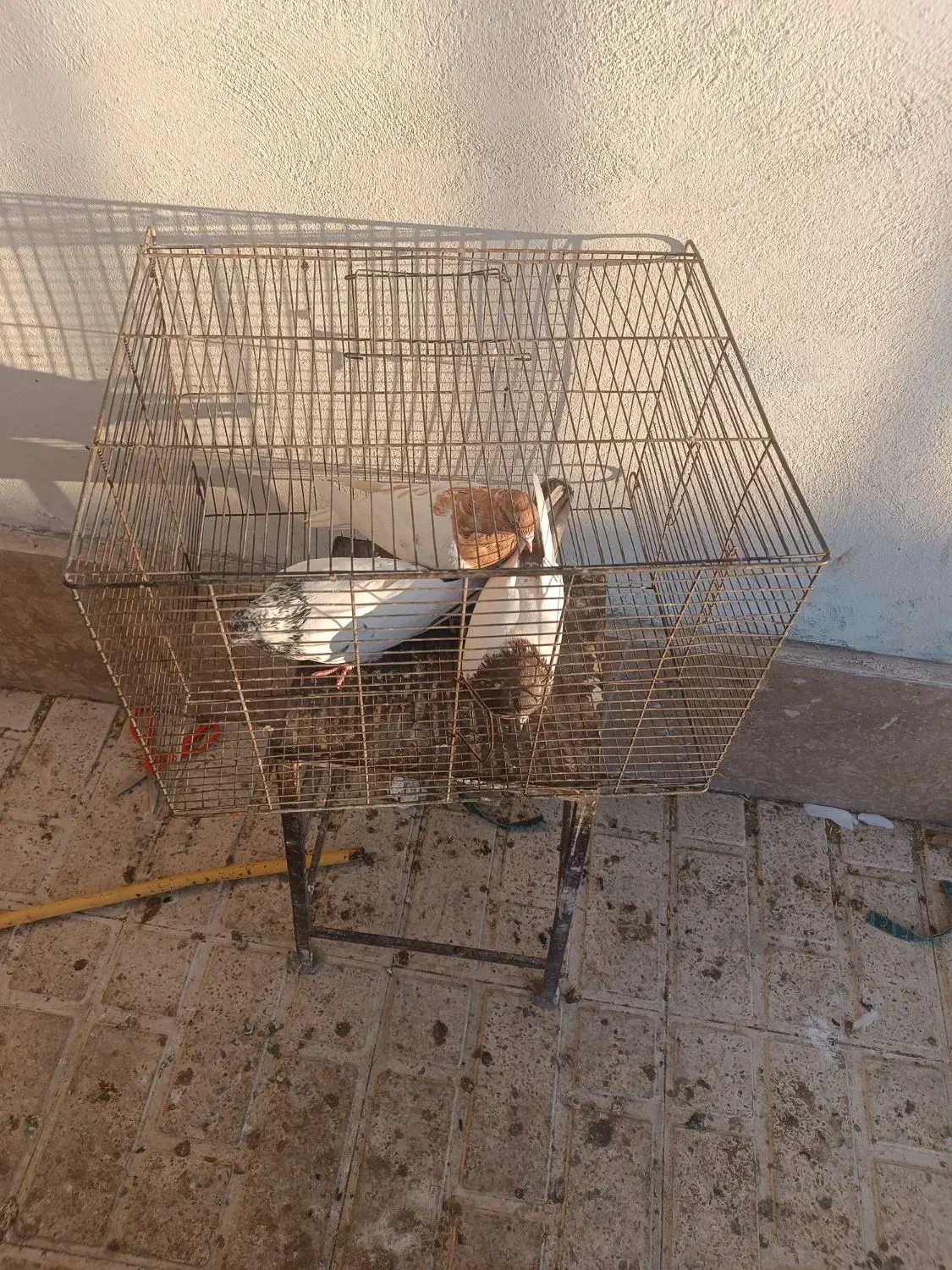 کبوتر کله دار|پرنده|سنندج, |دیوار