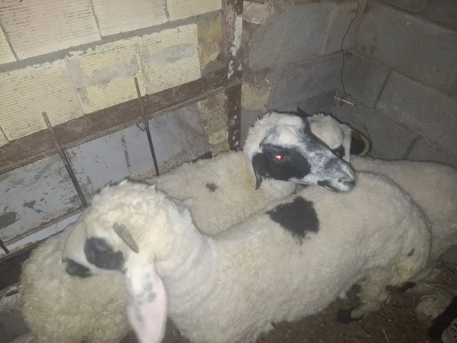 میش و بره  چاق وگیسه ابستن|حیوانات مزرعه|رفسنجان, |دیوار