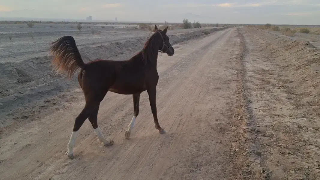 کره مادیان عرب خالص ایرانی|اسب و تجهیزات اسبسواری|یزد, |دیوار