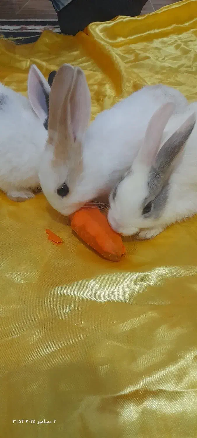 بچه خرگوش فروشی|موش و خرگوش|رشت, پل تالشان|دیوار