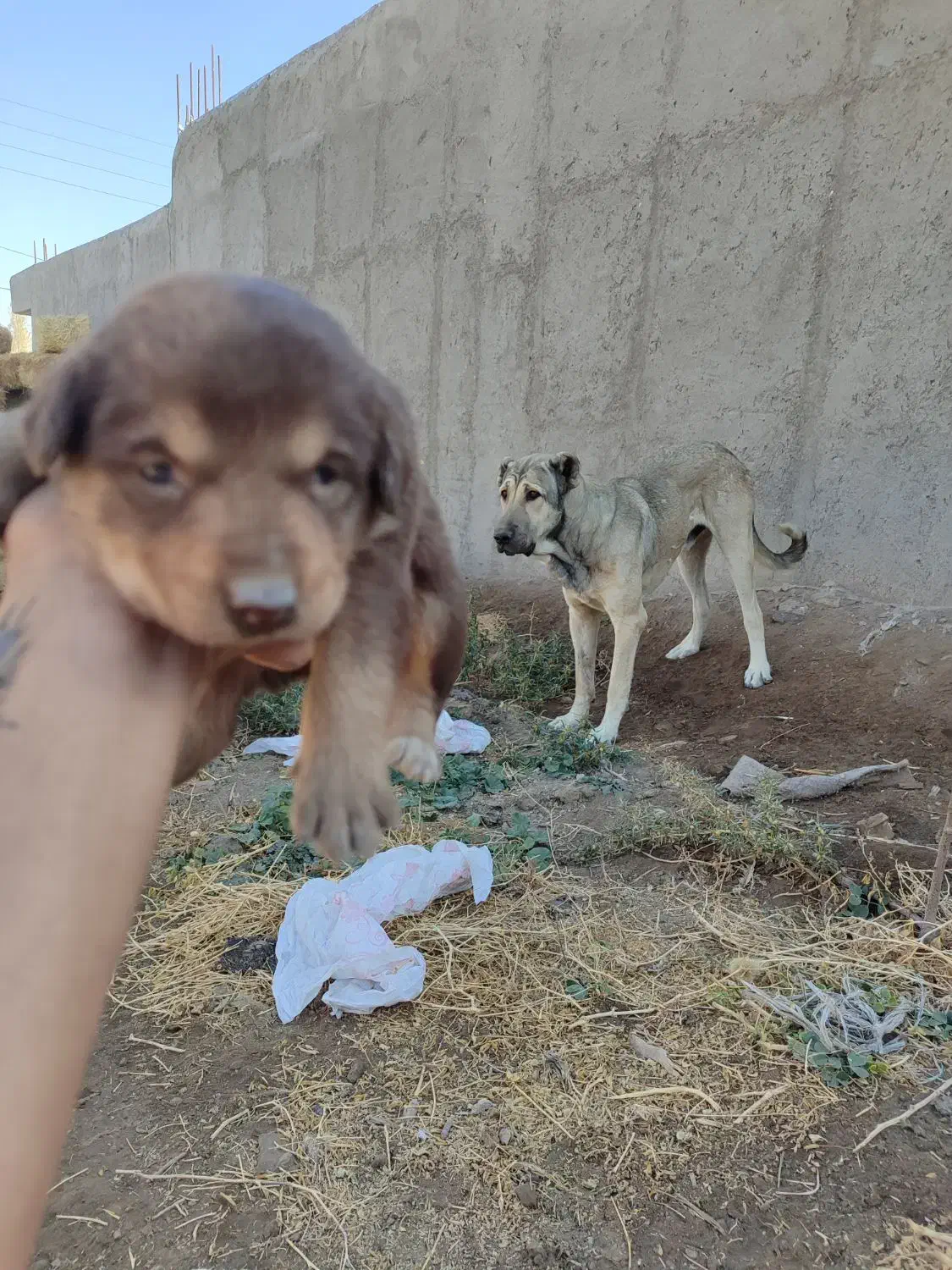 واگذاری سگ سرابی|سگ|هشتگرد, هشتگرد قدیم|دیوار