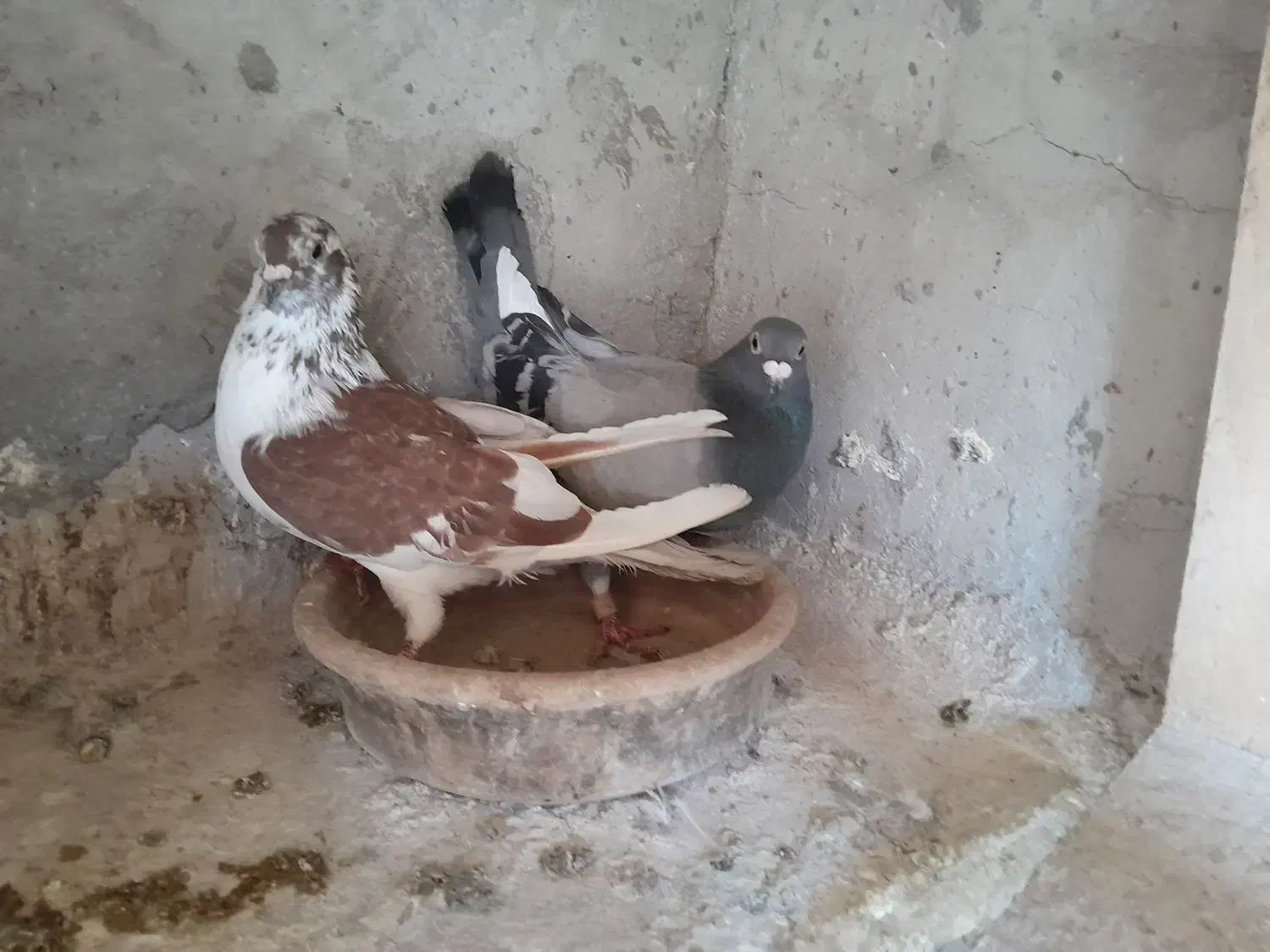 کبوتر پلاکی ونره دورگ|پرنده|فومن, |دیوار