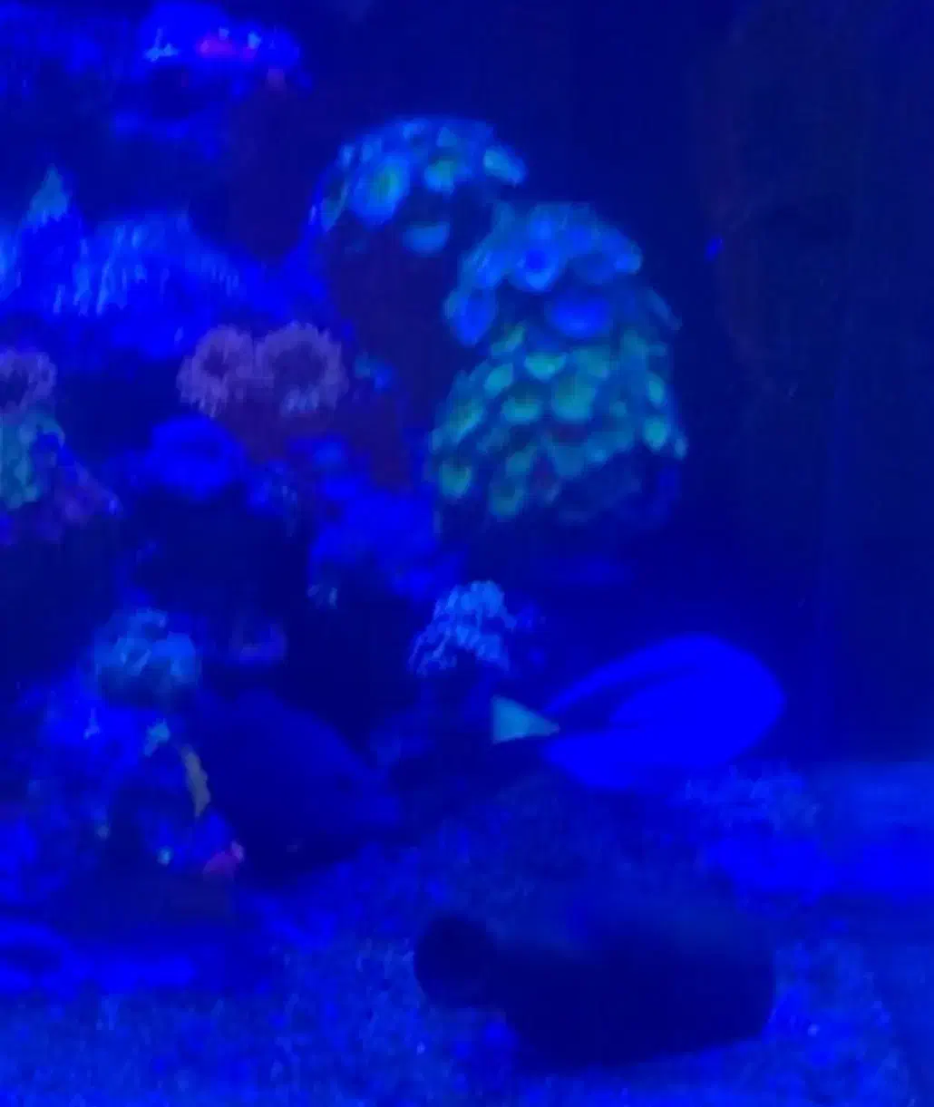 ماهی دم زرد و بلو تانگ|ماهی|تهران, سازمان برنامه شمالی|دیوار