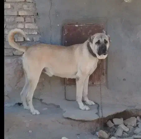 سگ سرابی اصیل|سگ|مشهد, درابد امام|دیوار